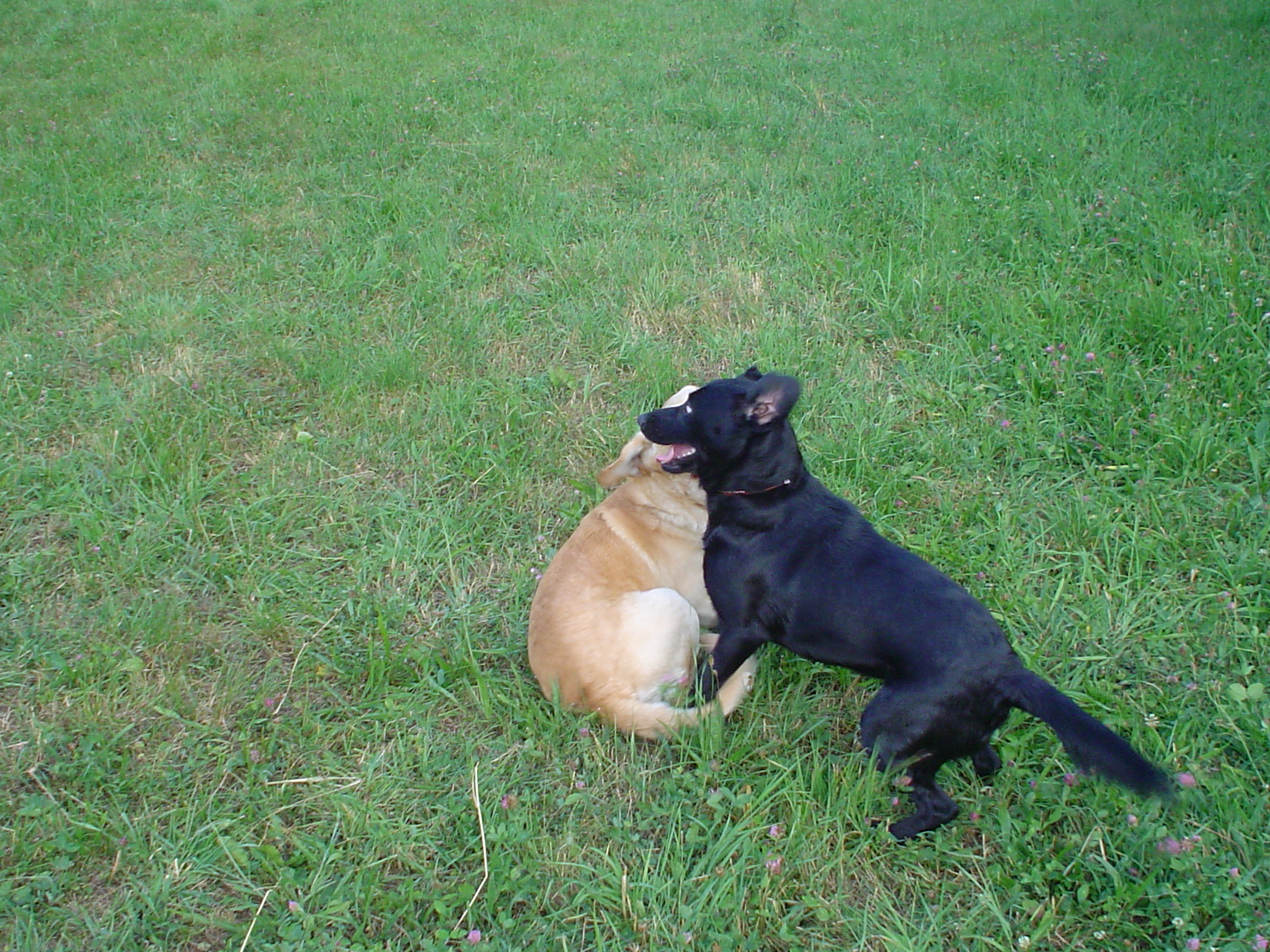 Max a Chelsea